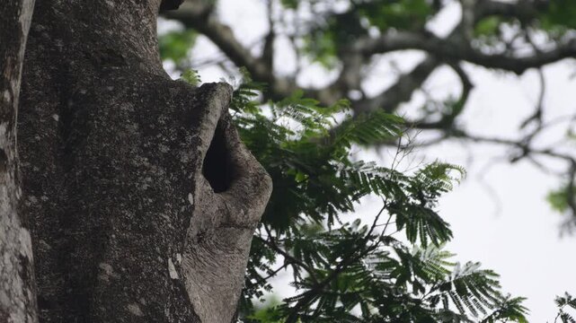 Great Indian Hornbill Feeding Its Chick with Animal Prey and Calling in Nelliyampathi, Kerala, India