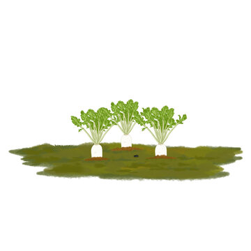 Fresh white radish the field, design element vector illustrator 