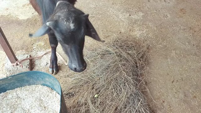 Domestic Buffalo Eating Dry Fodder and Hay in Rural Farm Shed