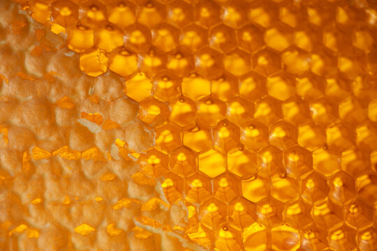 Honeycombs filled with honey, sealed with wax caps, some caps cut off. Close-up of honeycombs filled with honey.