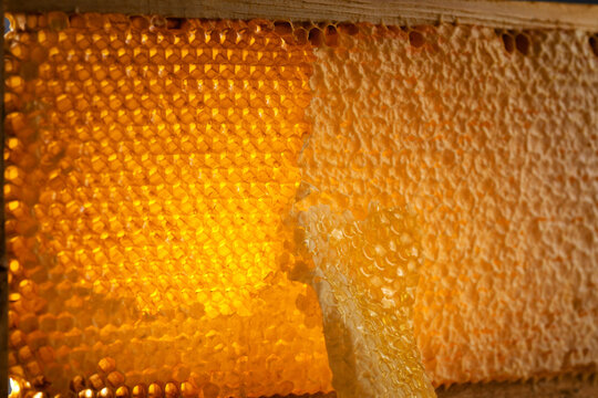 Wooden beehive frame with honeycombs. Combs full of honey, some with wax caps cut off.