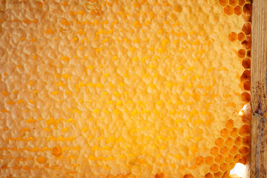 Wooden beehive frame with honeycombs. Combs full of honey sealed with wax caps.
