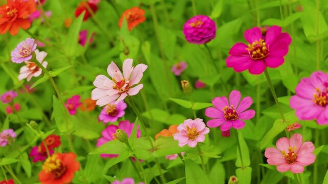 The zinnias blooming in summer