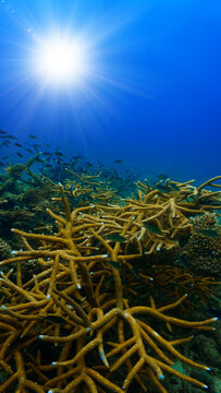 Close Up beautiful Coral Reef Underwater. From a scuba dive in Koh Tao in Thailand.