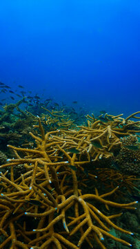 Close Up beautiful Coral Reef Underwater. From a scuba dive in Koh Tao in Thailand.