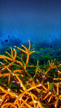 Close Up beautiful Coral Reef Underwater. From a scuba dive in Koh Tao in Thailand.