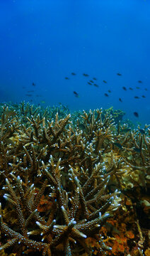 Close Up beautiful Coral Reef Underwater. From a scuba dive in Koh Tao in Thailand.