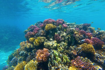 Tropical coral reef, vivid shallow blue ocean with sun and reef fish. Shallow rich coral garden, underwater photo from scuba diving. Exploring the sea, corals and fish. Travel photo, marine life. © blue-sea.cz