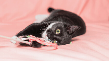 black and white kitten lying and playing with a cat teaser on a sofa covered with a orange fleece blanket © Sofiia