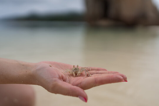 Young female hand show small sand crab on a beach