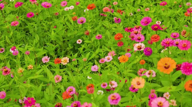 The zinnias blooming in summer