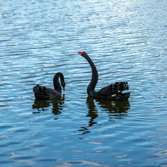 Black swans with red beaks on the water under the sunlight at daytime © JBN