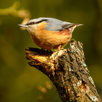 Eurasian or wood nuthatch (Sitta europaea) bird