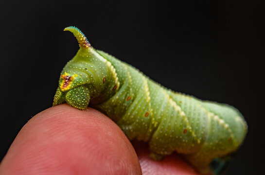 big green caterpillar on tip of fingers