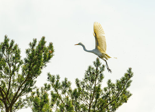 great egret (Ardea alba) landing on tree