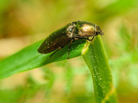 click beetle (Selatosomus) on blade of grass