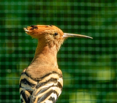 Eurasian common hoopoe (Upupa epops) portrait