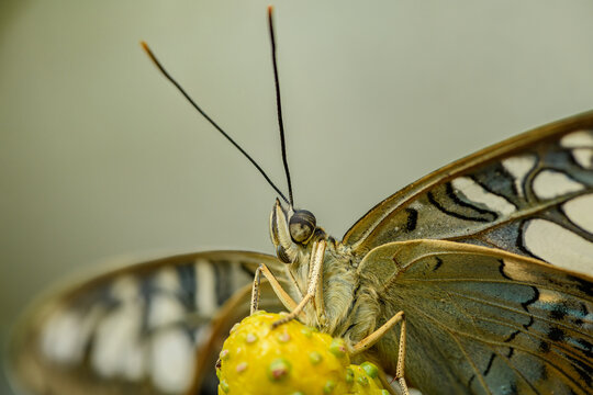 blue clipper (Parthenos sylvia) butterfly