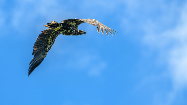 juvenile white-tailed eagle (Haliaeetus albicilla) in flight