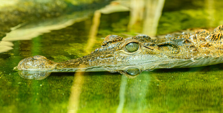 Philippine crocodile (Crocodylus mindorensis) portrait in water