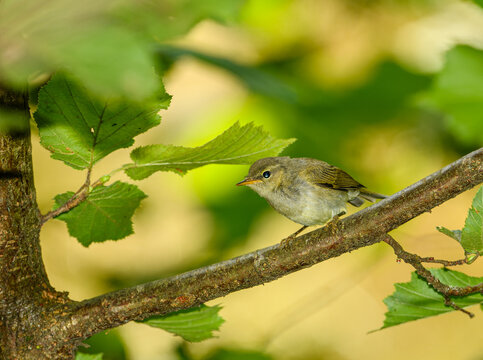wood warbler (Phylloscopus sibilatrix) on branch