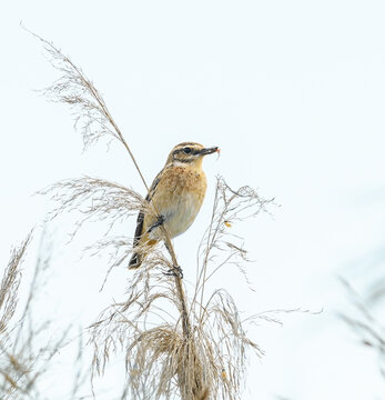 whinchat (Saxicola rubetra) sitting on reed