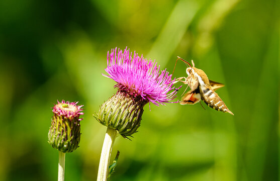 bedstraw hawk-moth or galium sphinx (Hyles gallii) moth, butterfly