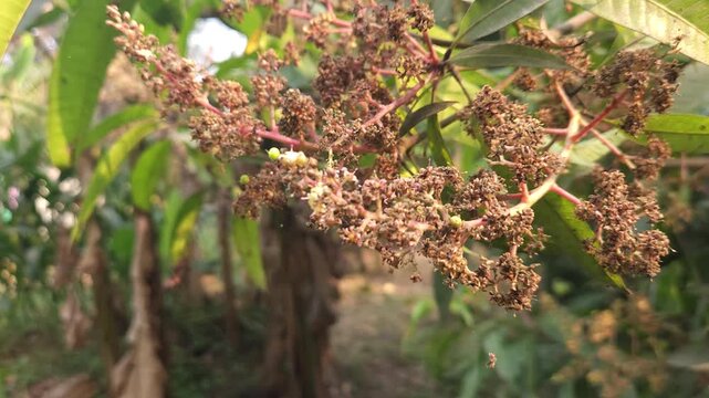 Close-up view of mango inflorescence (flower panicles) growing on a mango tree, featuring delicate dried flowers and tiny developing green mango fruits surrounded by natural foliage. 
