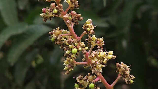 Close-up view of mango inflorescence (flower panicles) growing on a mango tree, featuring delicate dried flowers and tiny developing green mango fruits surrounded by natural foliage. 