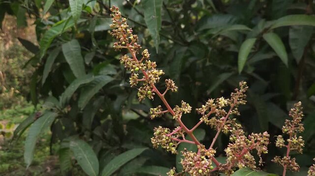 Close-up view of mango inflorescence (flower panicles) growing on a mango tree, featuring delicate dried flowers and tiny developing green mango fruits surrounded by natural foliage. 