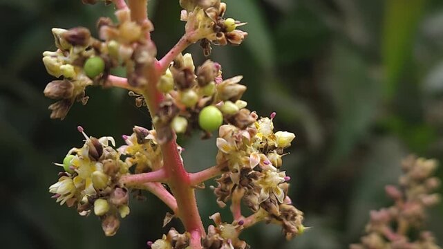 Close-up view of mango inflorescence (flower panicles) growing on a mango tree, featuring delicate dried flowers and tiny developing green mango fruits surrounded by natural foliage. 