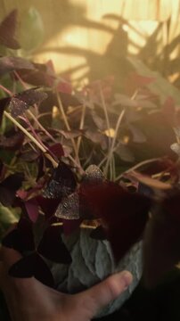 Vertical video. Woman spraying oxalis triangularis or false shamrock houseplant. Home gardening, plants care