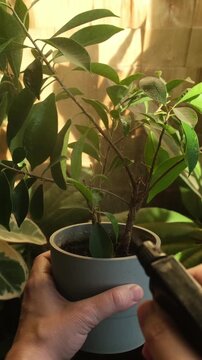 Vertical video. Person spraying ficus ginseng or ficus microcarpa houseplant. Home gardening.