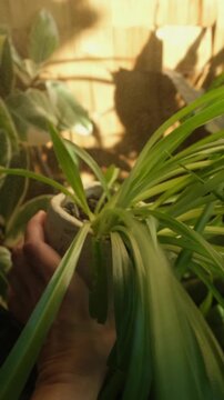 Vertical video. Woman spraying chlorophytum houseplant. Home gardening, plants care