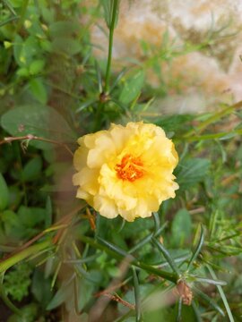 yellow flower in the sun