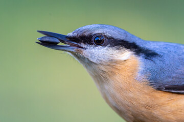 A detailed, close-up profile portrait of a Eurasian nuthatch (Sitta europaea) holding a seed in its beak. © KKern