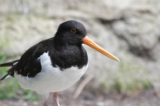 Eurasian Oystercatcher Sharp Focus Portrait