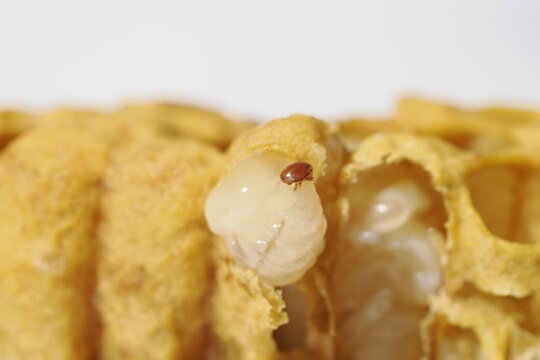 Extreme macro photograph of a Varroa destructor mite attached to a developing honey bee pupa in an opened wax brood cell. Detailed view of a parasitic mite affecting honey bee colony health
