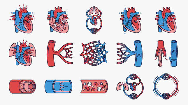 Human circulatory system diagrams featuring heart anatomy, internal chambers, blood flow directions, arterial and venous structures, capillaries, and pulmonary circulation cycles.