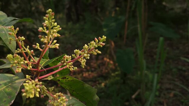 Close-up view of mango inflorescence (flower panicles) growing on a mango tree, featuring delicate dried flowers and tiny developing green mango fruits surrounded by natural foliage. 