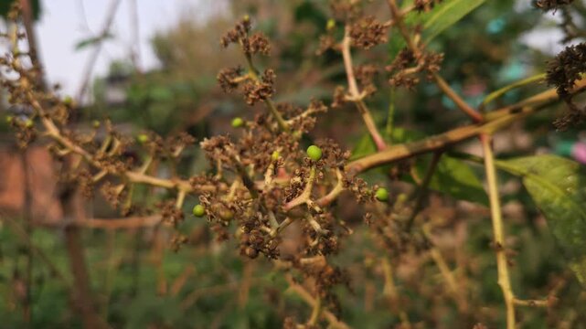 Close-up view of mango inflorescence (flower panicles) growing on a mango tree, featuring delicate dried flowers and tiny developing green mango fruits surrounded by natural foliage. 