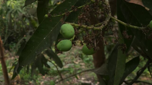 Close-up view of mango inflorescence (flower panicles) growing on a mango tree, featuring delicate dried flowers and tiny developing green mango fruits surrounded by natural foliage. 