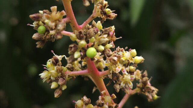 Close-up view of mango inflorescence (flower panicles) growing on a mango tree, featuring delicate dried flowers and tiny developing green mango fruits surrounded by natural foliage. 
