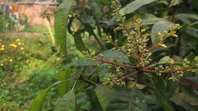 Close-up view of mango inflorescence (flower panicles) growing on a mango tree, featuring delicate dried flowers and tiny developing green mango fruits surrounded by natural foliage. 