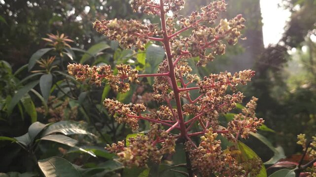 Close-up view of mango inflorescence (flower panicles) growing on a mango tree, featuring delicate dried flowers and tiny developing green mango fruits surrounded by natural foliage. 