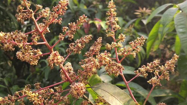 Close-up view of mango inflorescence (flower panicles) growing on a mango tree, featuring delicate dried flowers and tiny developing green mango fruits surrounded by natural foliage. 