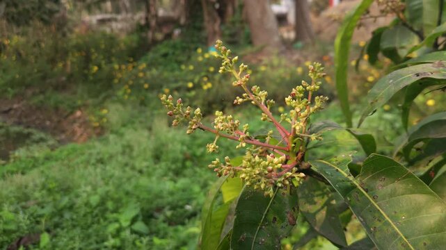Close-up view of mango inflorescence (flower panicles) growing on a mango tree, featuring delicate dried flowers and tiny developing green mango fruits surrounded by natural foliage. 