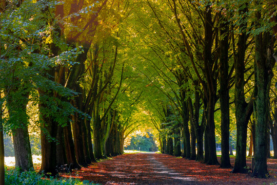 Autumn landscape, Nature gravel path or walkway under tree tunnel, Colourful yellow orange leaves on trees, Amsterdamse Bos (Forest) Park in the municipalities of Amstelveen and Amsterdam, Netherlands