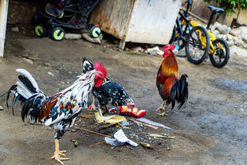 Colorful roosters and chickens foraging for food in a rural farmyard setting with traditional rustic background. © Ignasius 