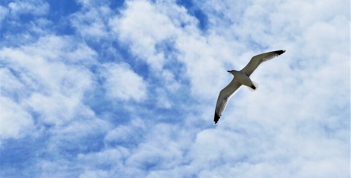 Seagull soar high with open wings in the sky with fluffy white clouds, seabird background